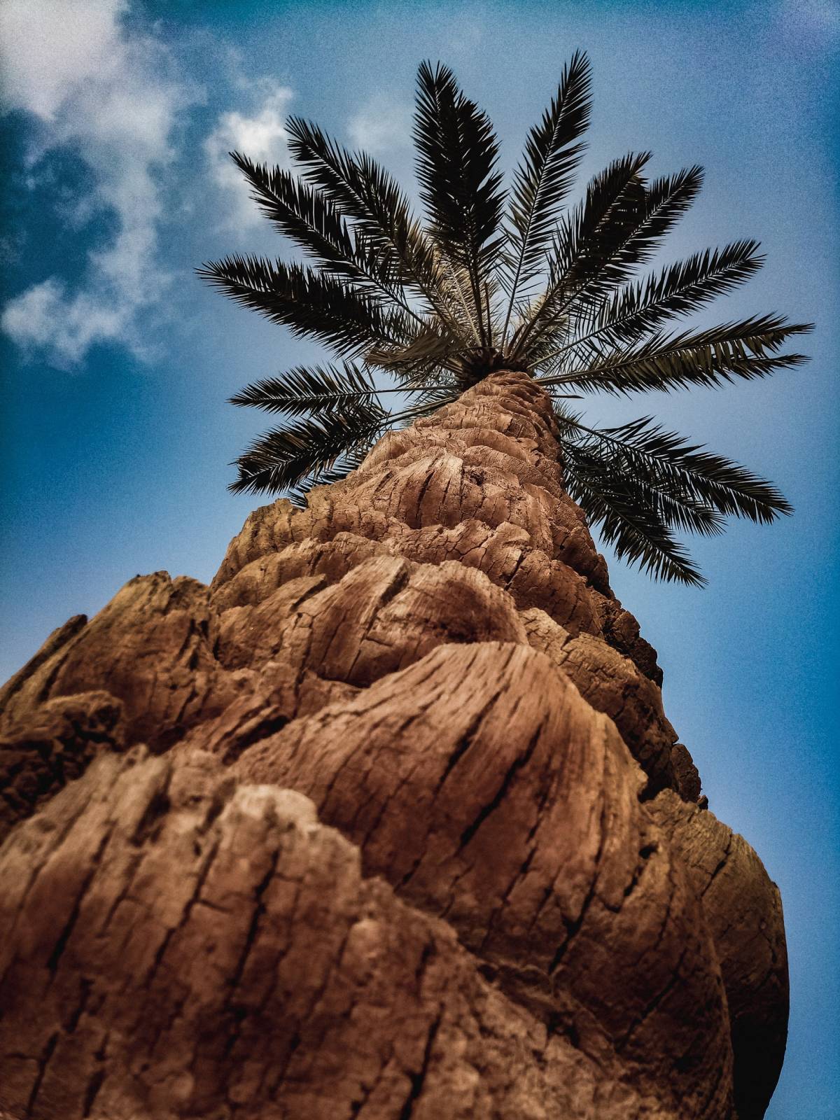 Dates Tree